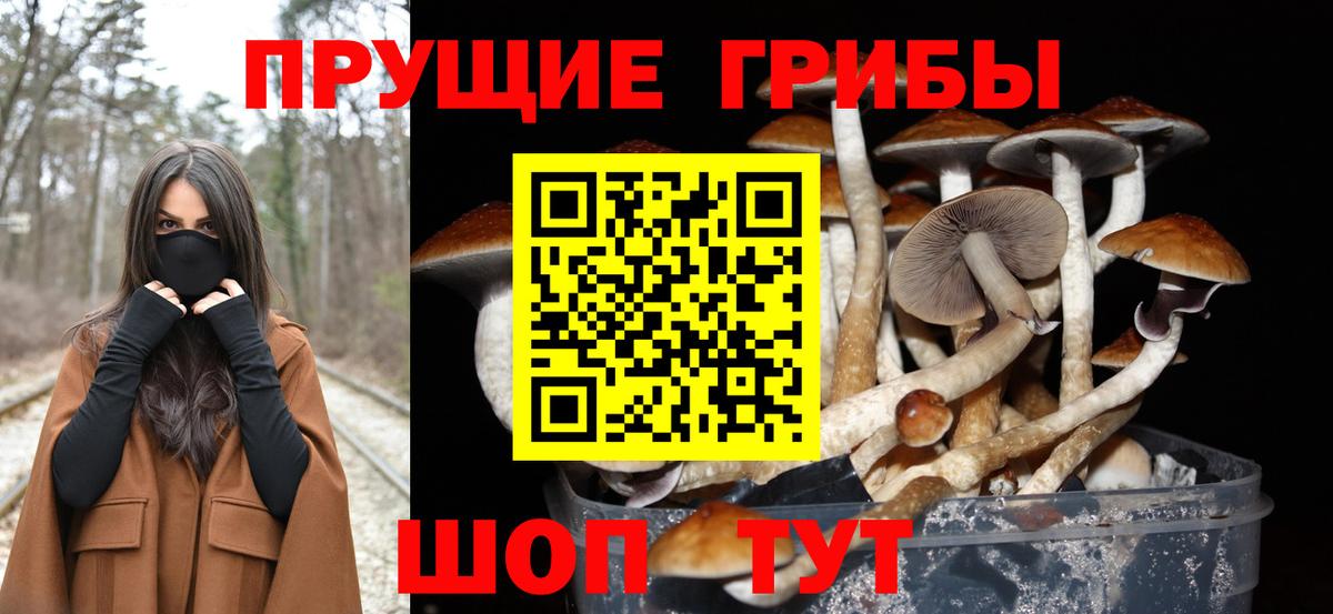 Галлюциногенные грибы Psilocybine cubensis Кингисепп